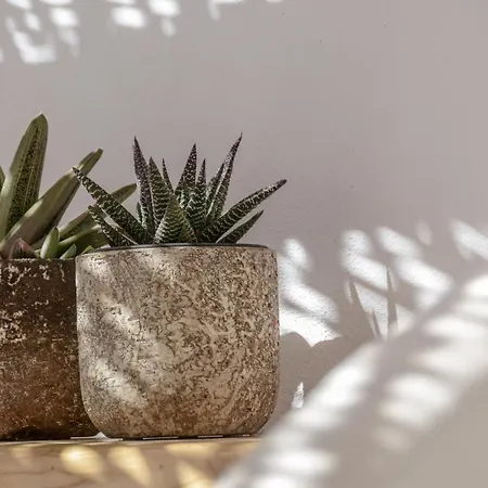 Aegean White * Naxos City